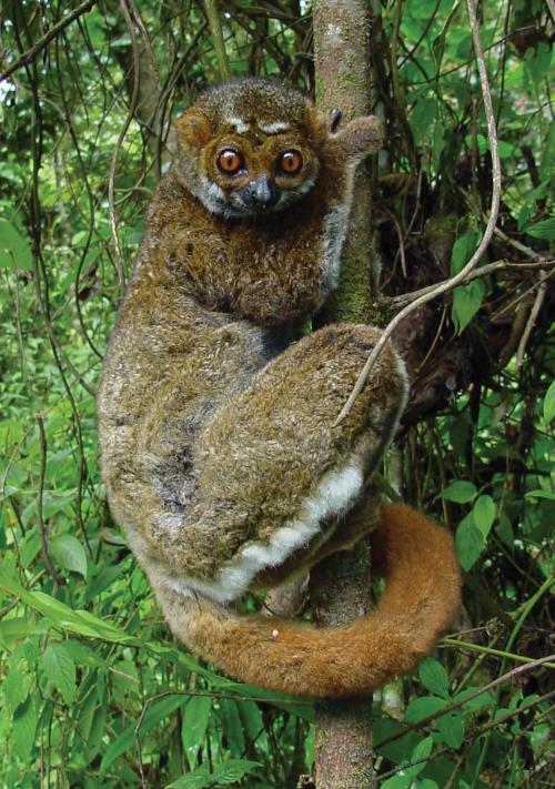 Avahi laniger (Gmelin, 1788) | Lemurs of Madagascar