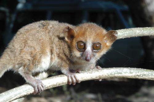 Microcebus tavaratra Rasoloarison et al., 2000 | Lemurs of Madagascar