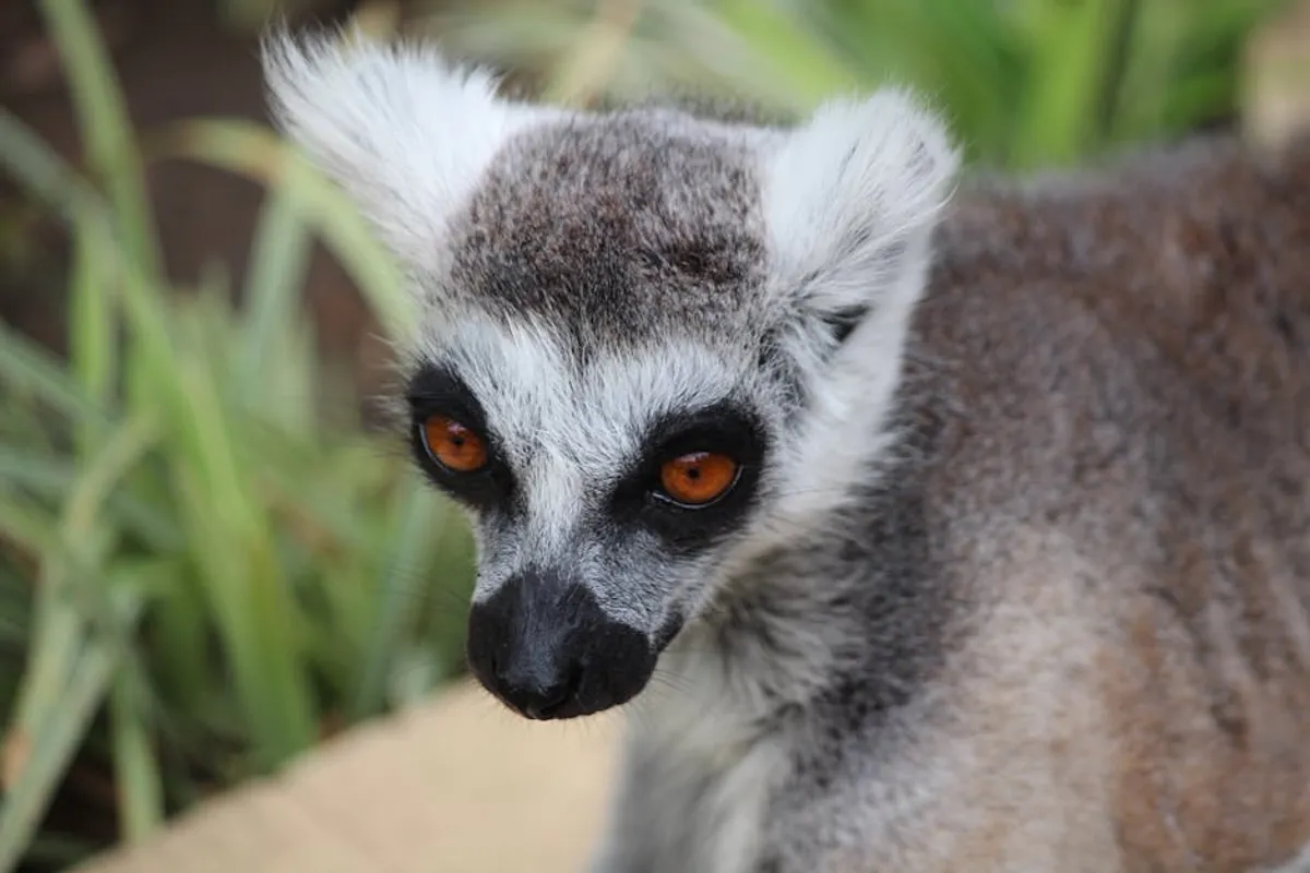 Animals in Madagascar: Beginner Guide