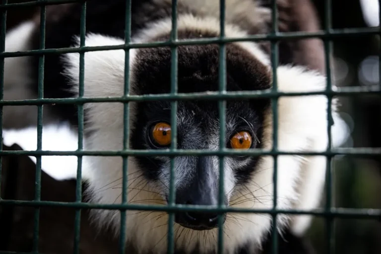 Animals in Madagascar Travel and Education Guide