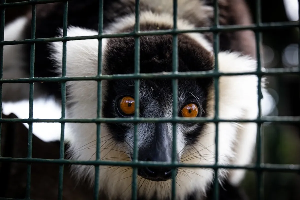 Animals in Madagascar Travel and Education Guide