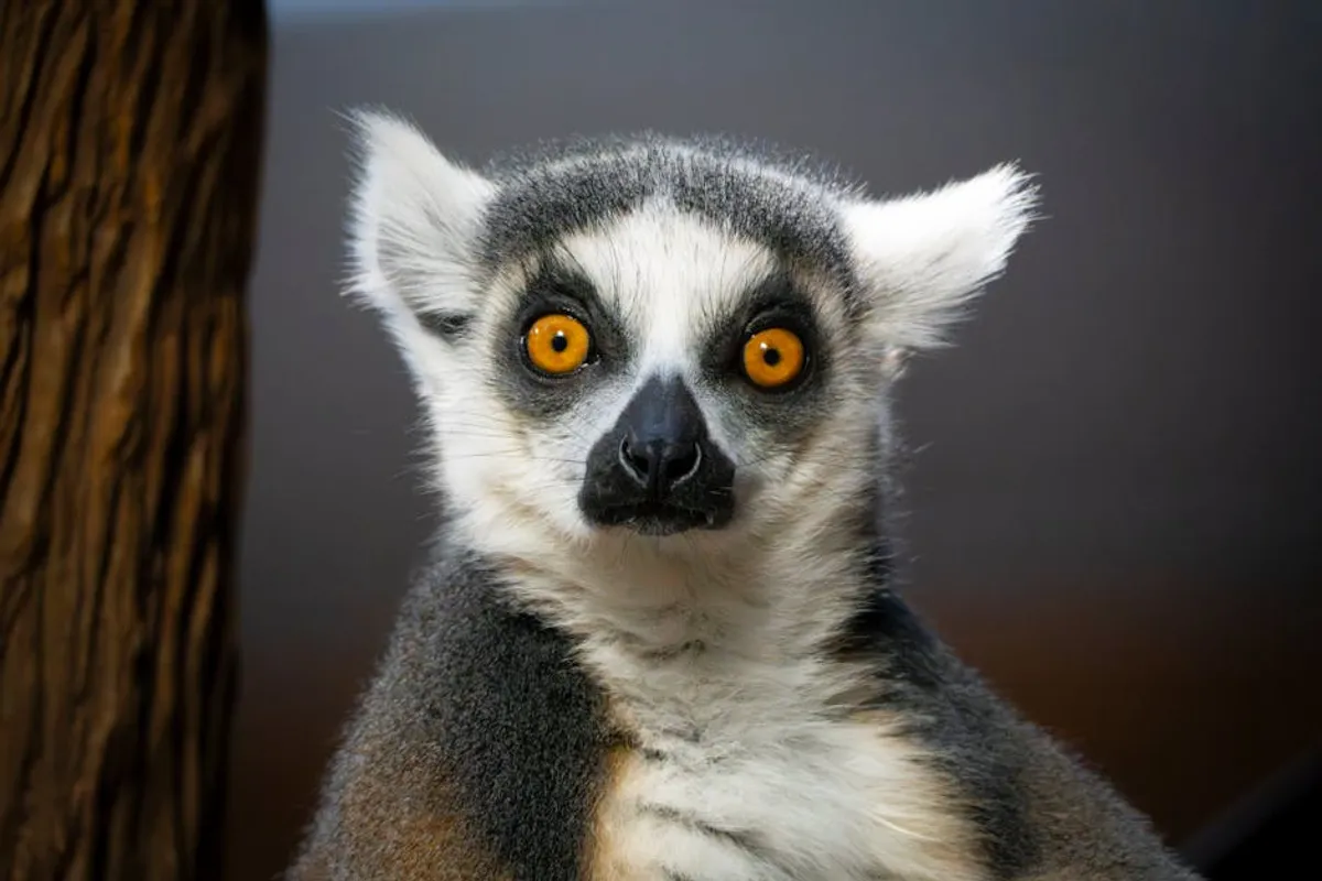 Best Endangered Lemurs Facts for Curious Readers