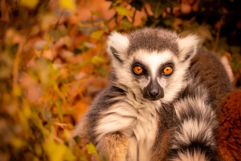 Best Lemurs of Madagascar Facts for Curious Readers