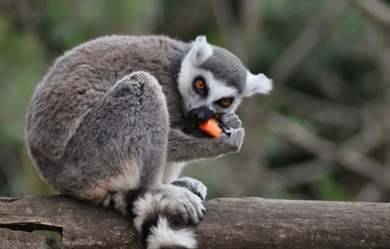 Best Madagascar Wildlife Facts for Curious Readers