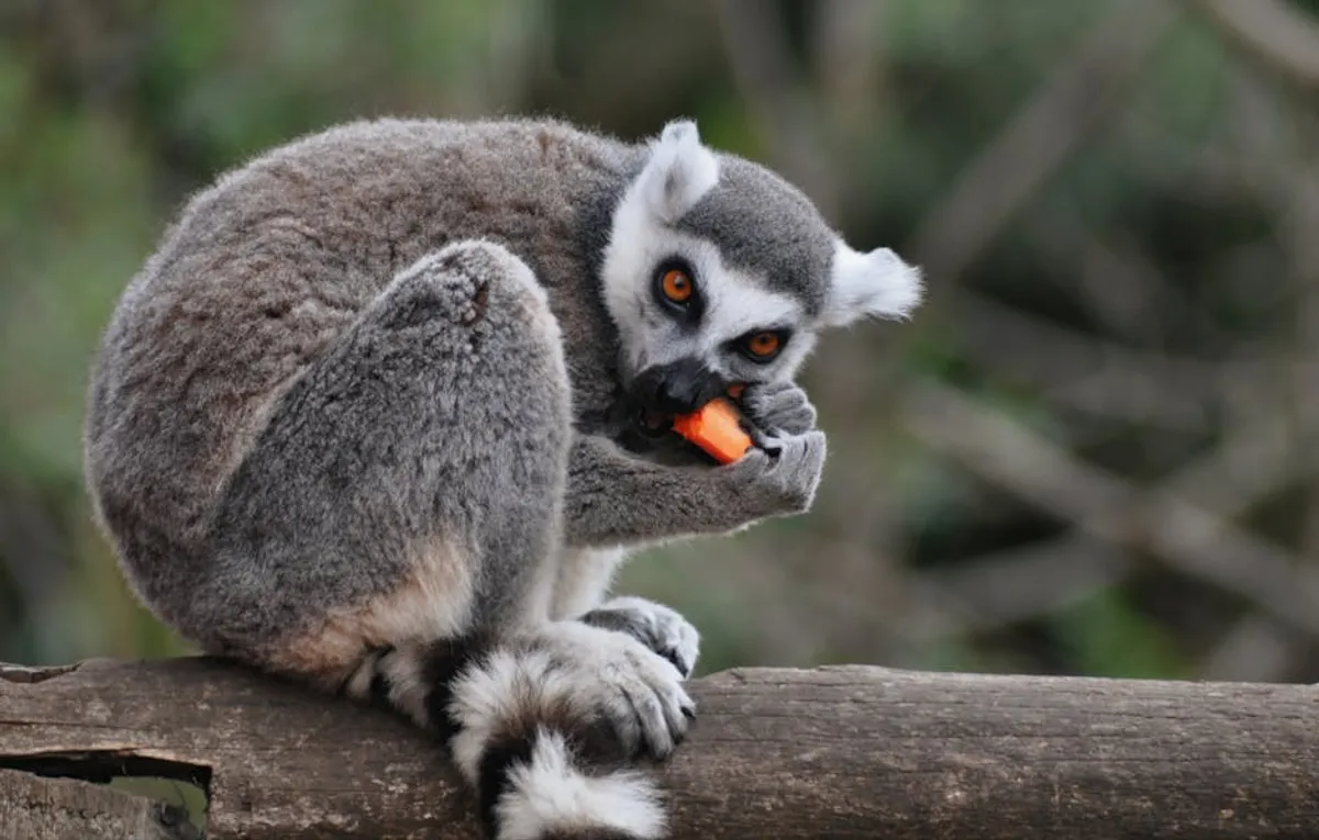 Best Madagascar Wildlife Facts for Curious Readers