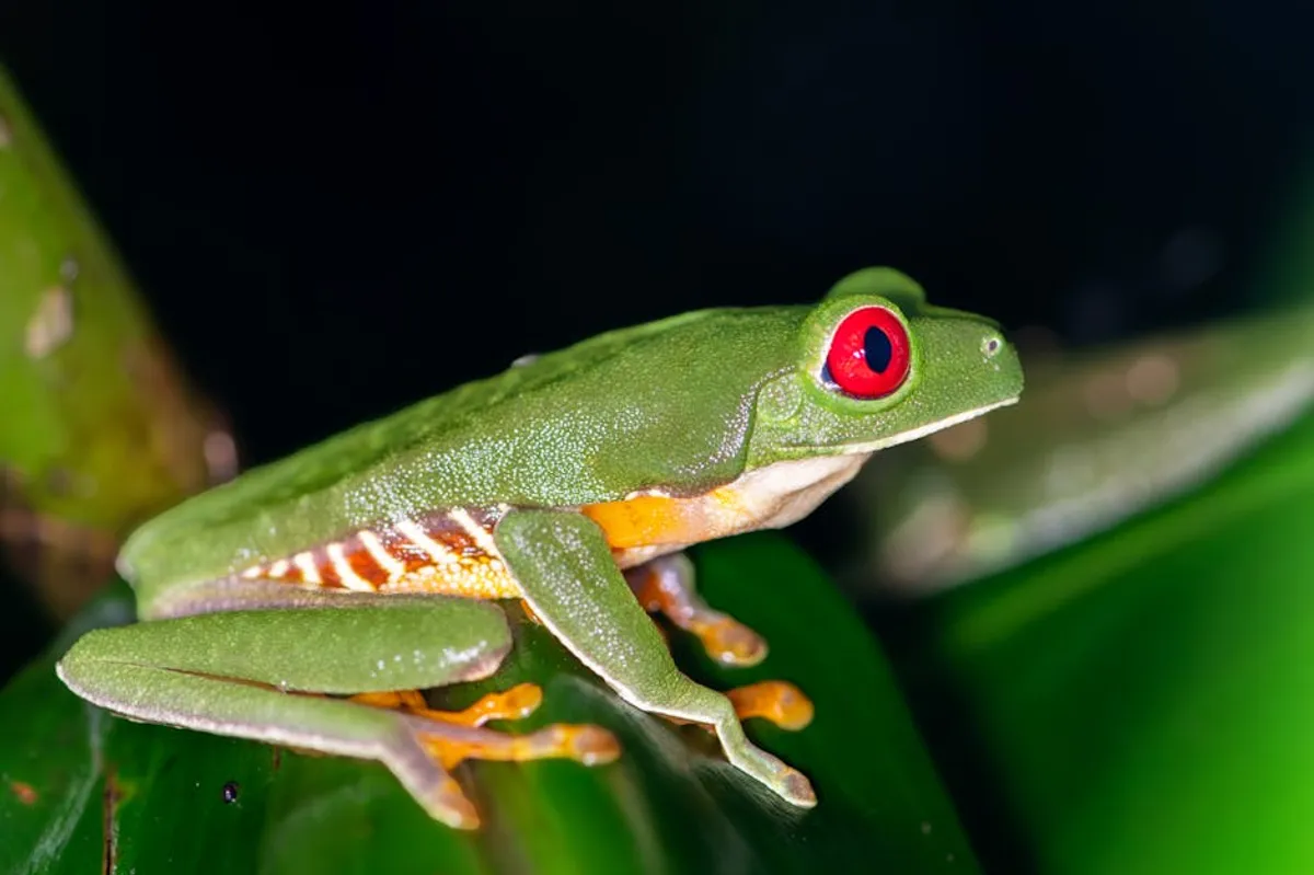 Best Rainforest Animals Facts for Curious Readers