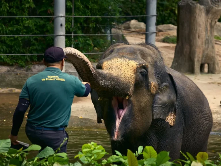 Biggest zoo in india: Facts, Habitat, Travel, and Conservation Guide