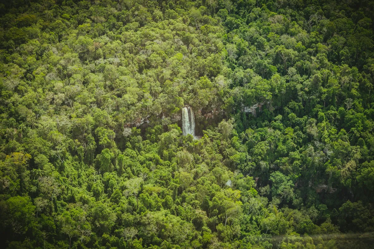 Madagascar rainforest landscape