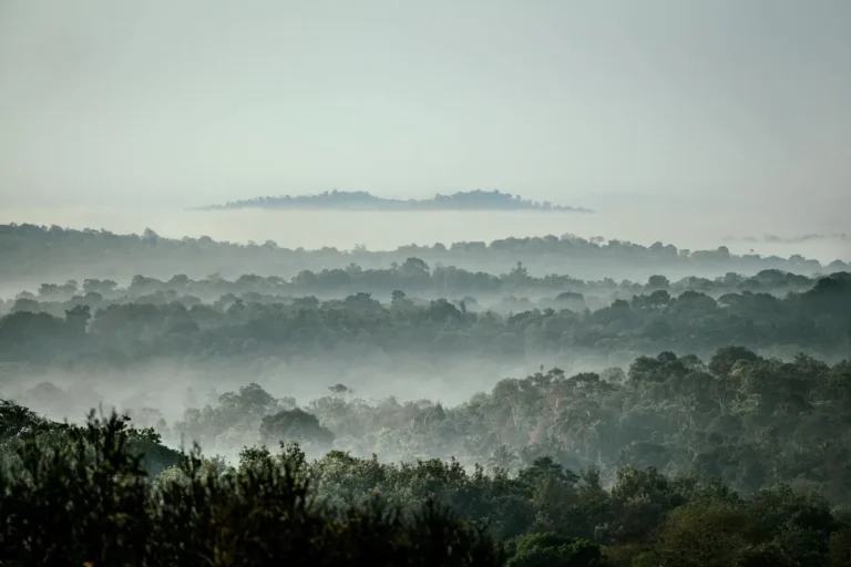 Madagascar's Eastern Rainforest: How the Habitat Structure Determines Lemur Population Dynamics