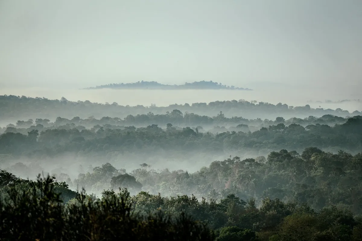 Madagascar eastern rainforest canopy
