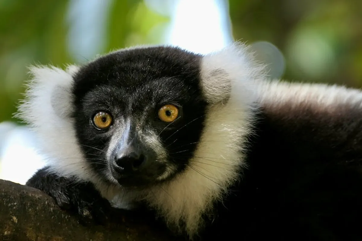 Endangered Lemurs: Beginner Guide