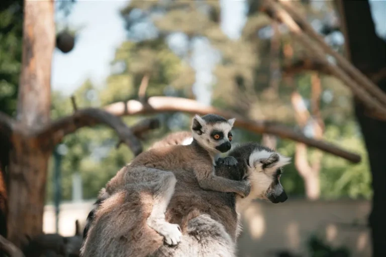 How to Learn About Lemurs of Madagascar Responsibly