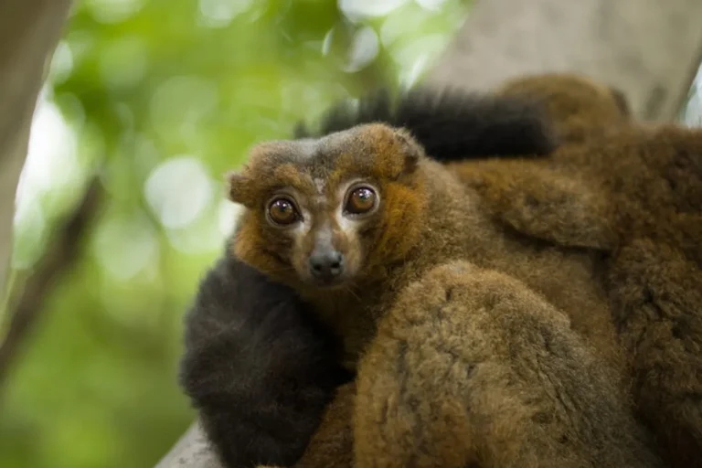 Lemurs of Madagascar: Beginner Guide