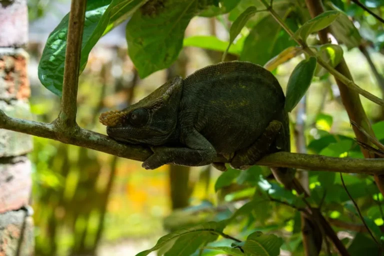 Madagascar Wildlife Travel and Education Guide