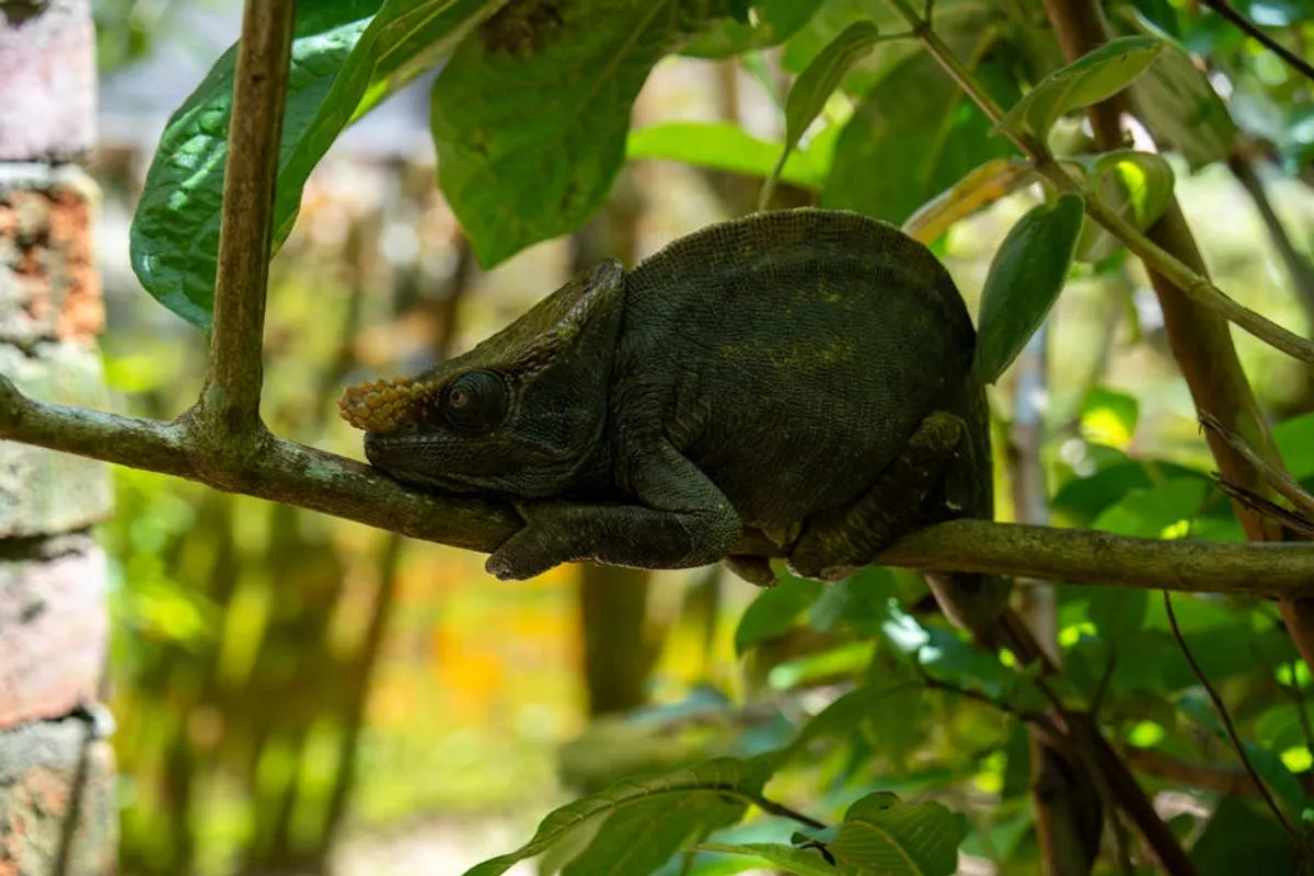 Madagascar Wildlife Travel and Education Guide