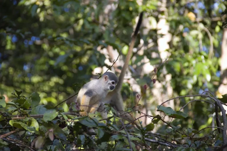 Rainforest Animals: Beginner Guide