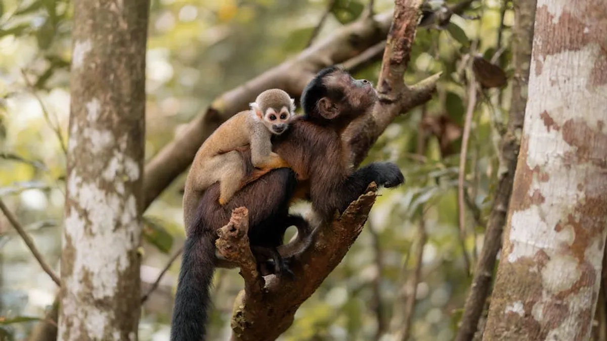 Rainforest Animals Travel and Education Guide