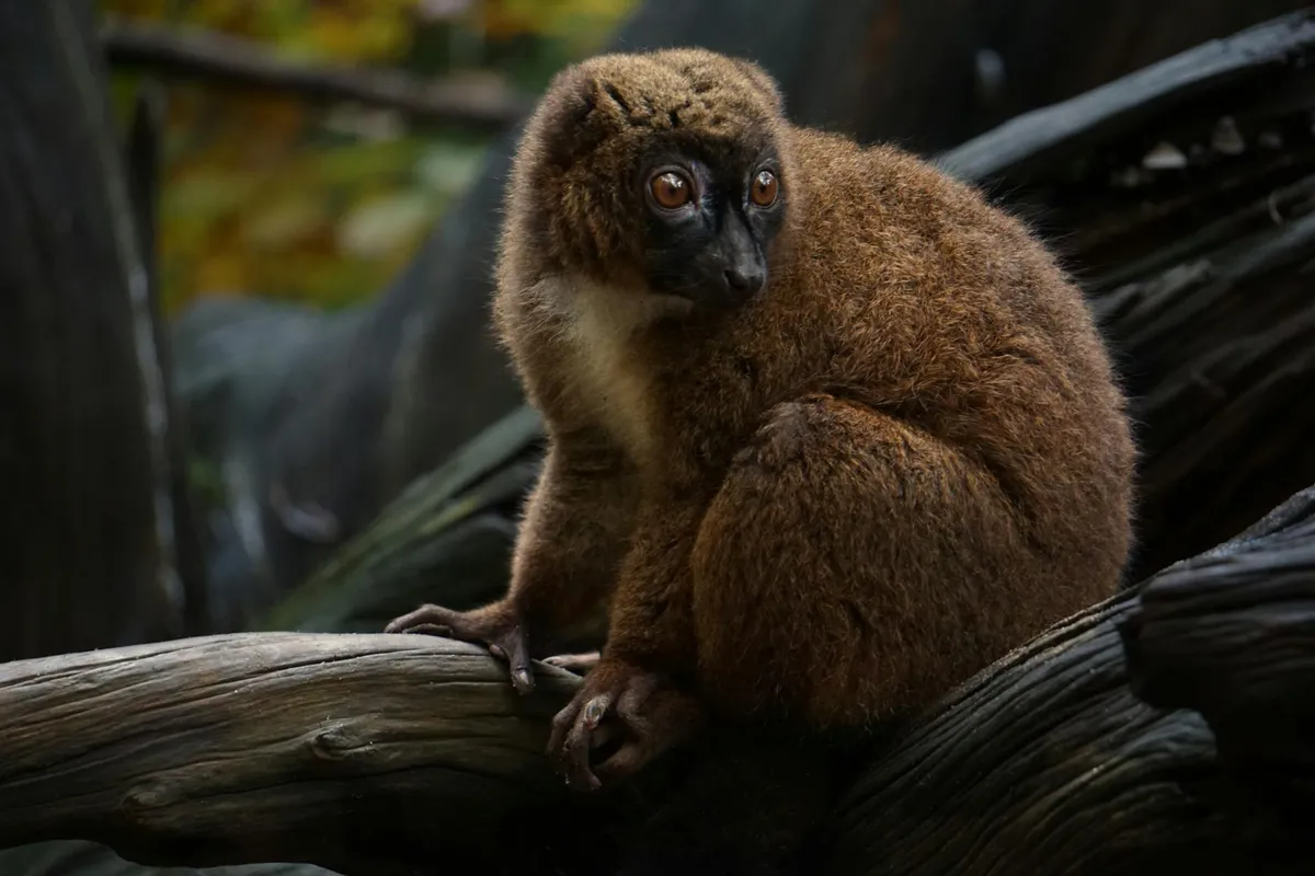 A mouse lemur in Madagascar forest