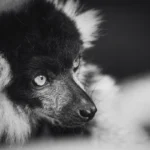 The Aye-Aye: What Decades of Research Have Established About Daubentonia madagascariensis Behavior and Ecology