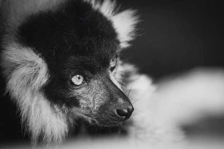 The Aye-Aye: What Decades of Research Have Established About Daubentonia madagascariensis Behavior and Ecology