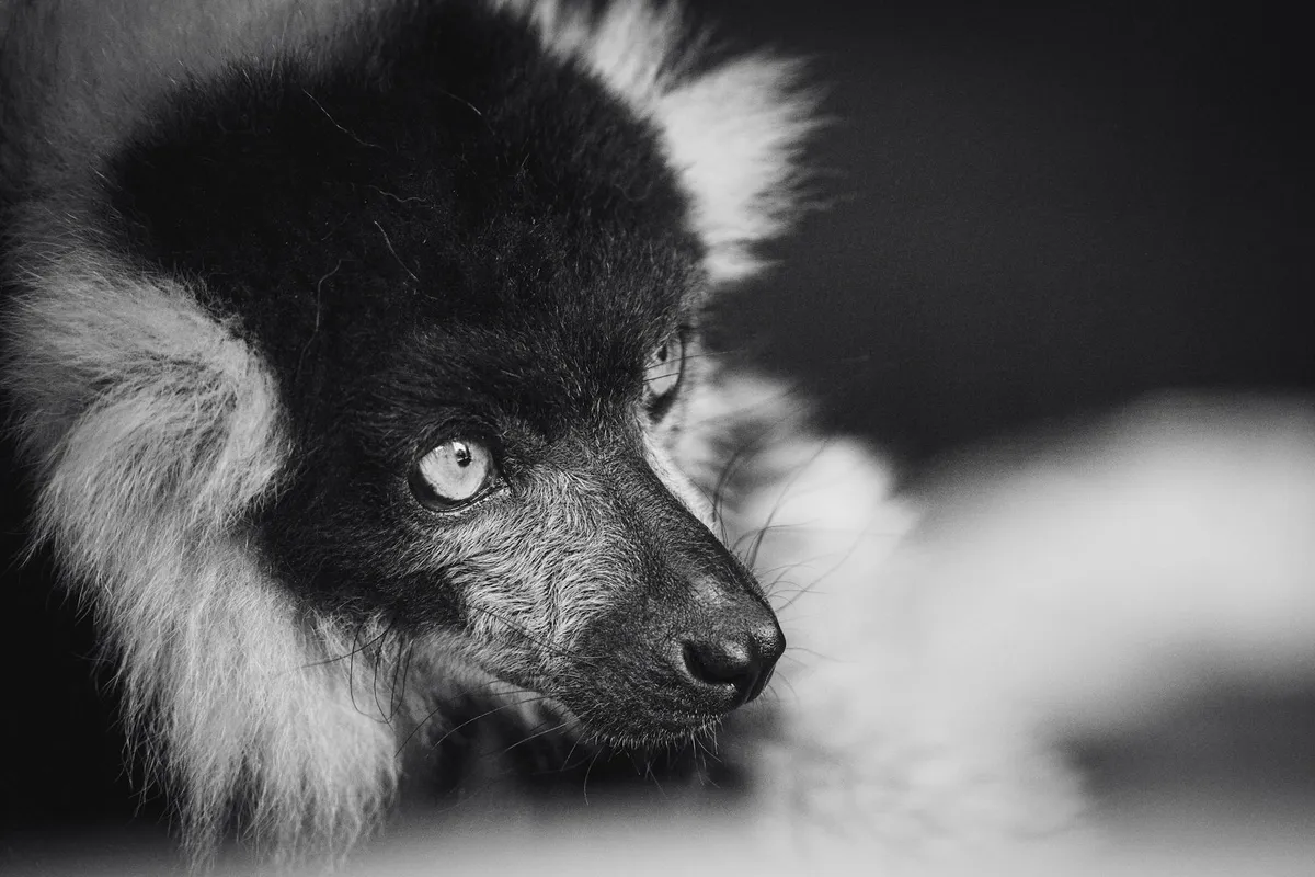 An aye-aye lemur