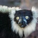 The Indri Lemur: What Field Observation and the Literature Have Established About Indri indri Vocal Behavior