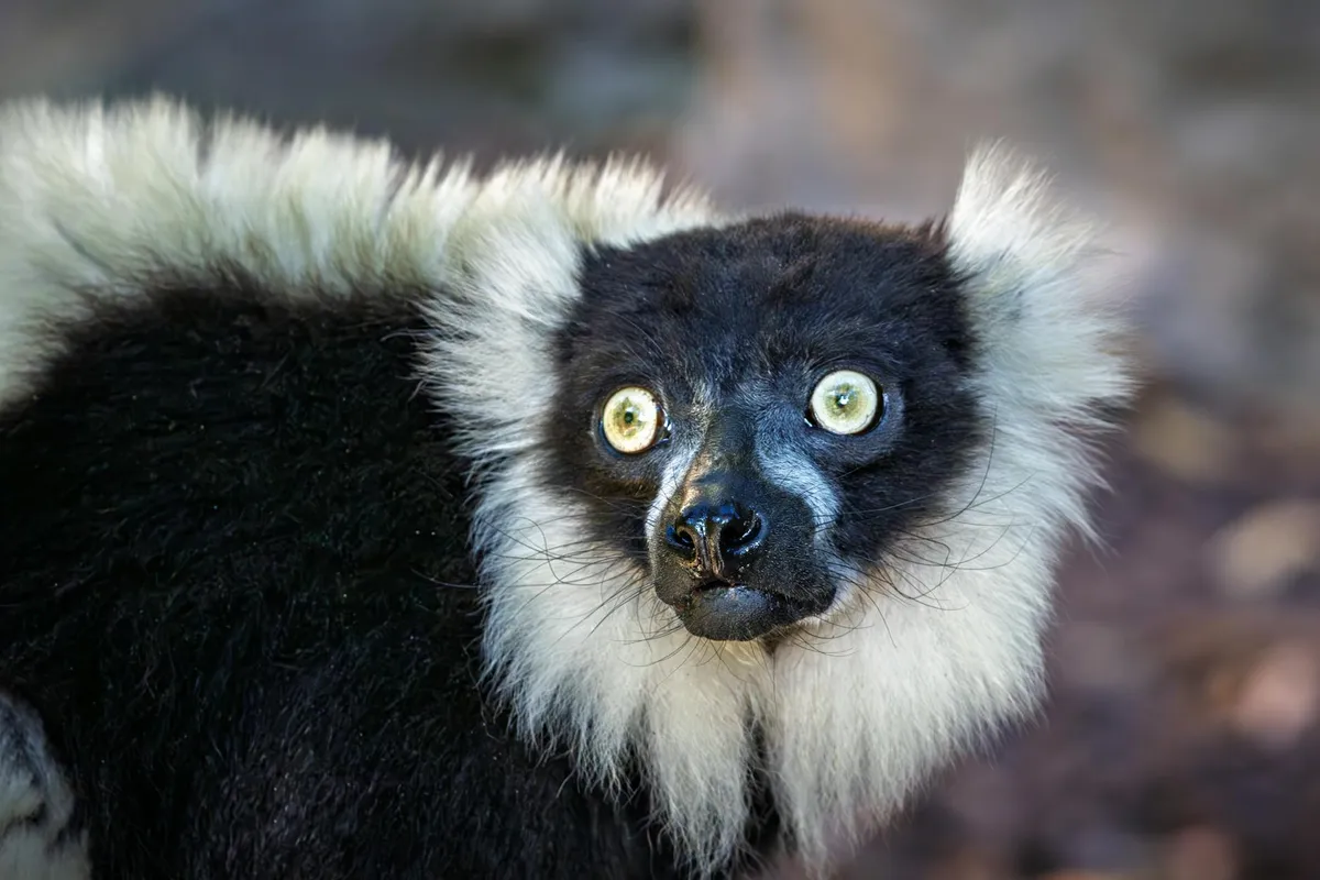 An indri lemur in the Madagascar rainforest