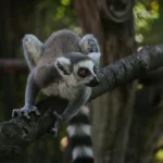 The Sifaka Genus: What Distinguishes Propithecus Species and Why the Differences Matter for Conservation