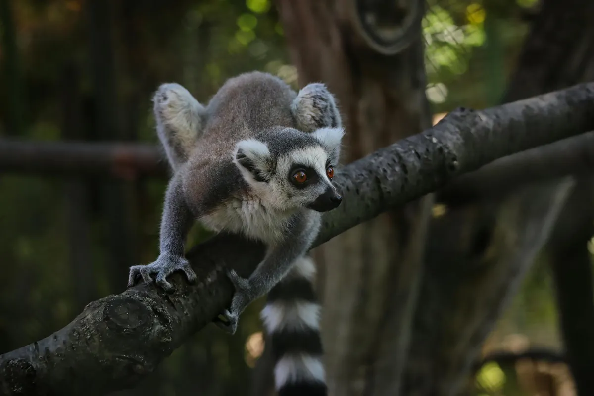 A sifaka lemur in the Madagascar forest