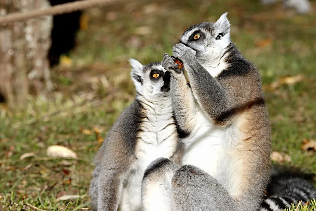Why Animals in Madagascar Matter for Conservation