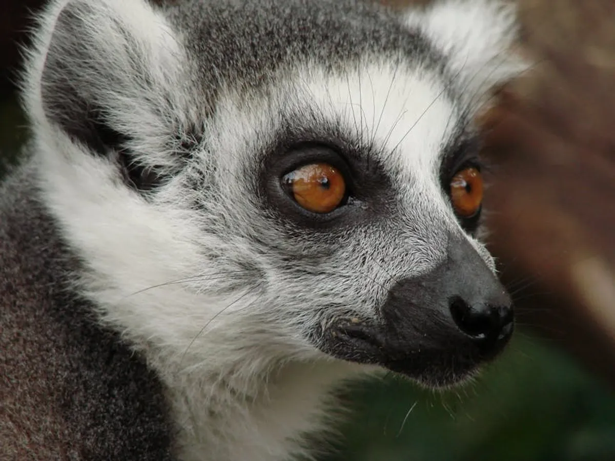Why Endangered Lemurs Matter for Conservation