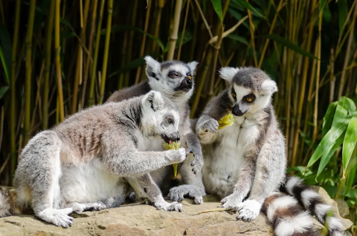 Why Lemurs of Madagascar Matter for Conservation