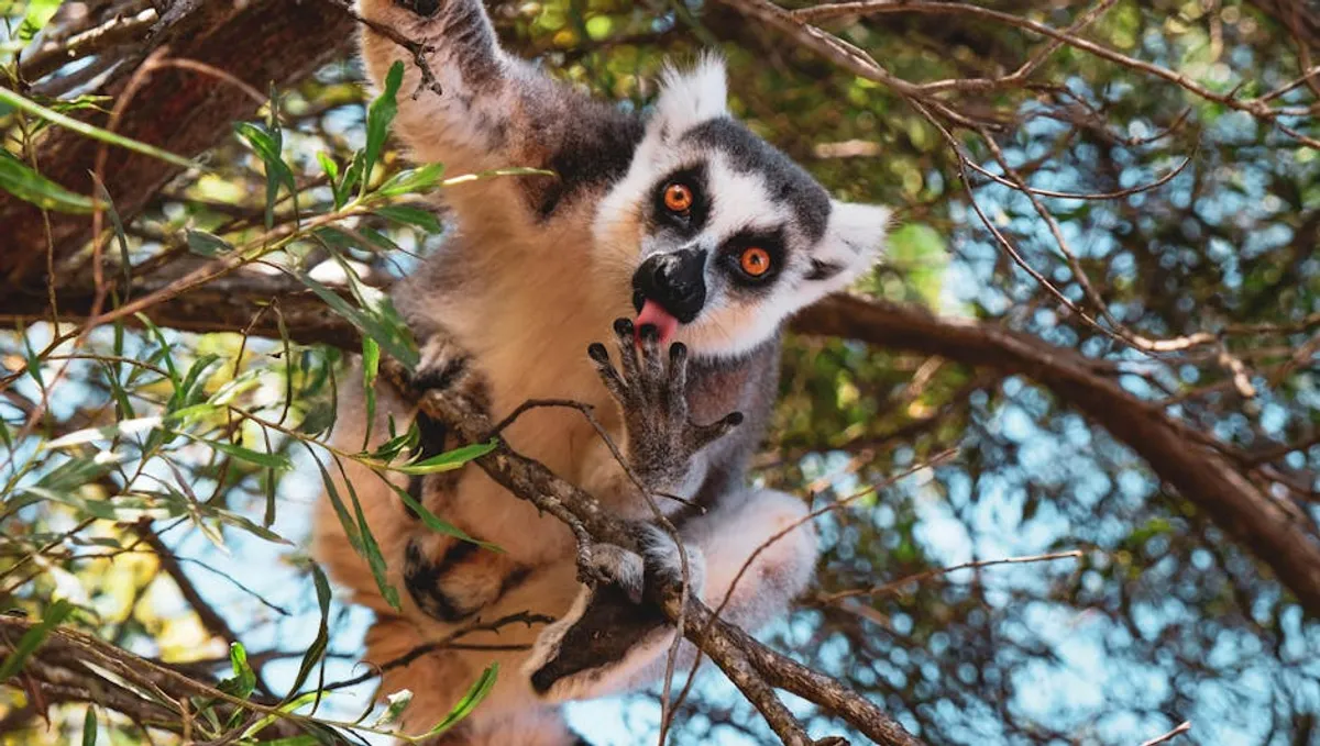 Why Madagascar Wildlife Matter for Conservation