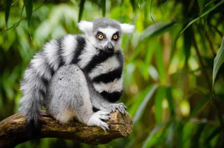Why Rainforest Animals Matter for Conservation
