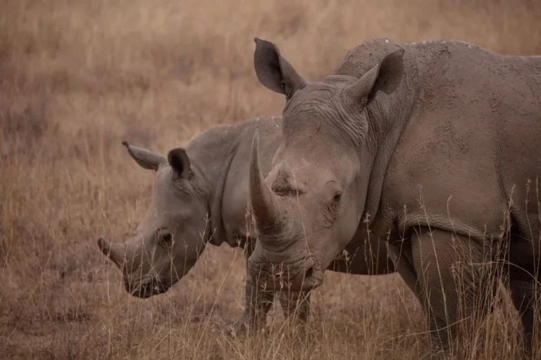 Why Wildlife Conservation Matter for Conservation
