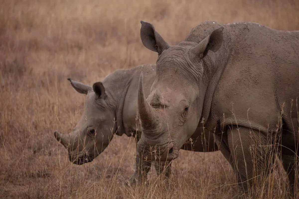 Why Wildlife Conservation Matter for Conservation