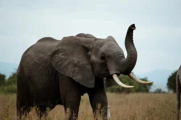 Wildlife Conservation: Beginner Guide