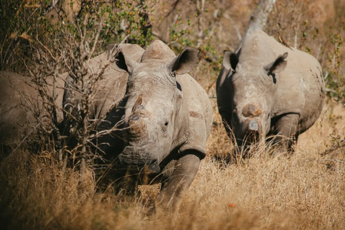 Wildlife Conservation Travel and Education Guide